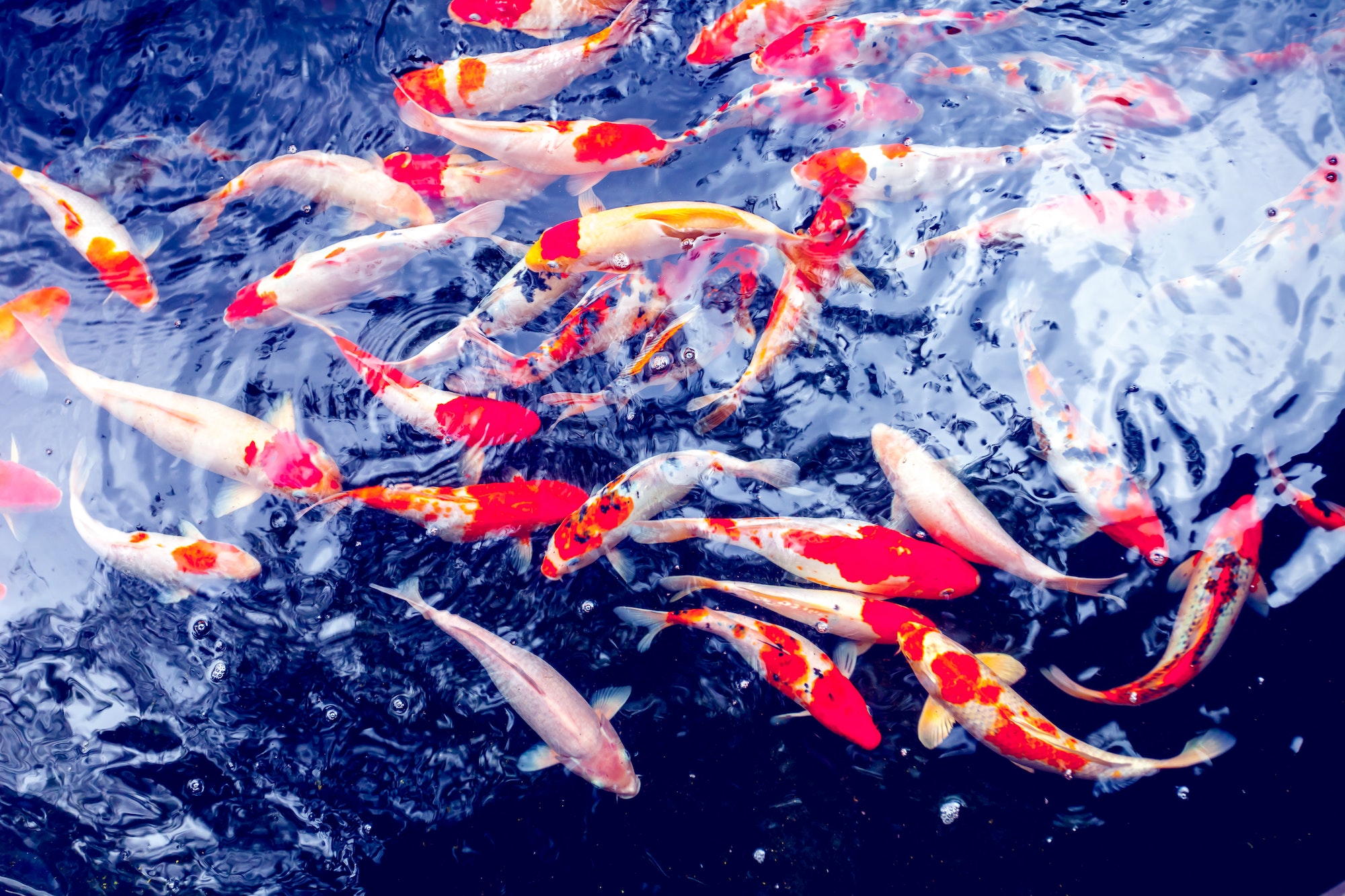 Koi Carp Fishes